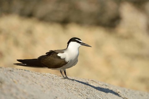 Bridled tern