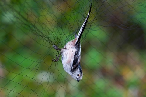 Long-tailed Tit