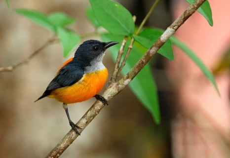 Orange-bellied Flowerpecker