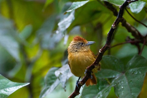 Barred antshrike