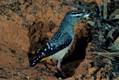 Yellow-rumped pardalote