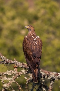 Bonelli's Eagle