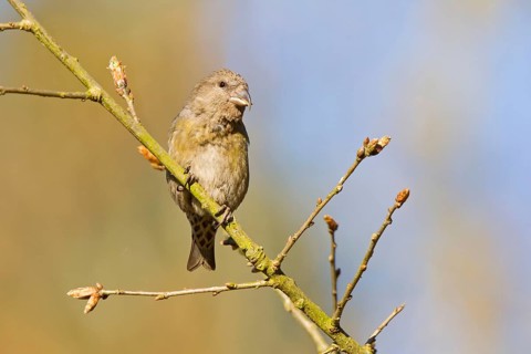 Spruce Crossbill