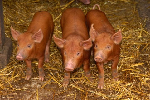 Domestic pig
