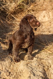 12 week old Working Cocker Spaniel on the beach