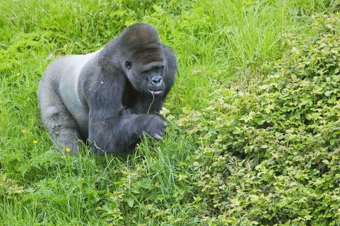 Western lowland gorilla