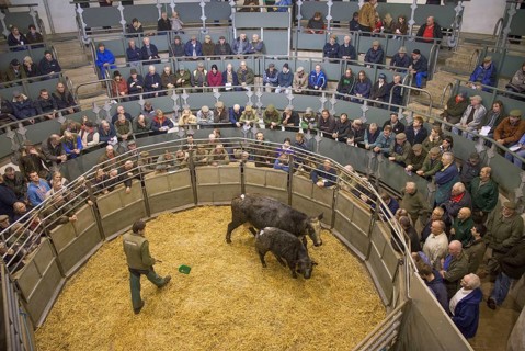 Livestock market