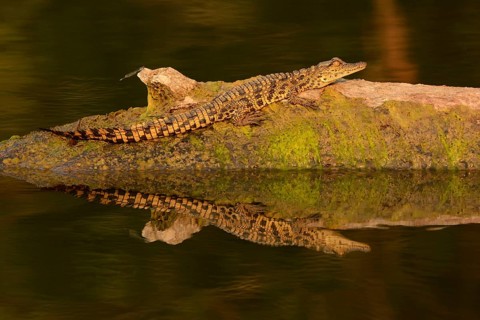 Nile Crocodile