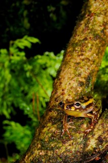 Brown reed frog