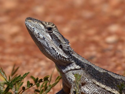 Western dwarf bearded dragon