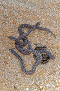 Lataste's Viper