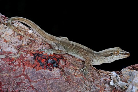 Dragon-blood Tree's Gecko
