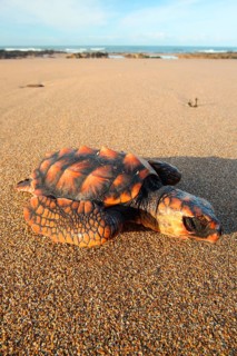 Loggerhead turtle