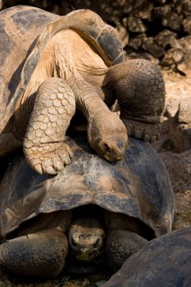 Testudo elephantopus