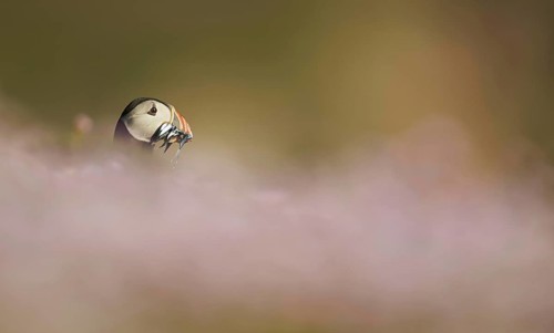 Atlantic Puffin