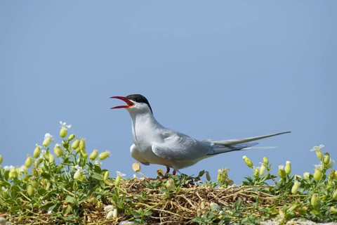 Arctic tern