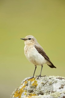 Northern Wheatear