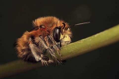 Hairy-footed Flower Bee