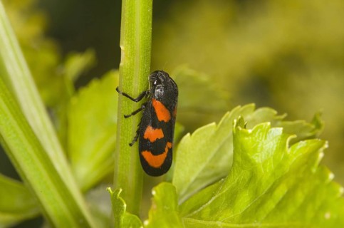 Red-and-black froghopper