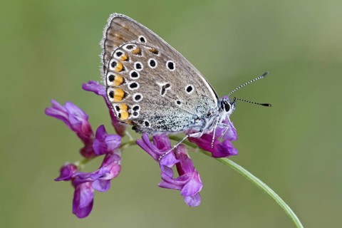 Amanda's Blue