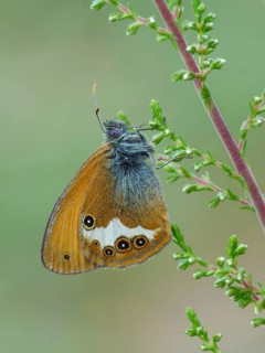 Pearly heath