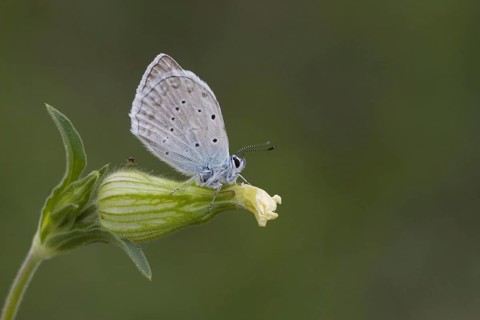 Tooth-winged Blue
