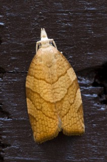 Chequered Fruit-tree Tortrix