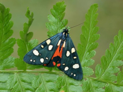 Scarlet tiger moth