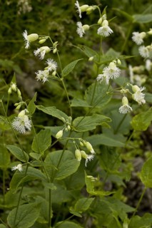 Fringed Campion