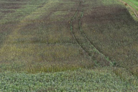 Field bean rust