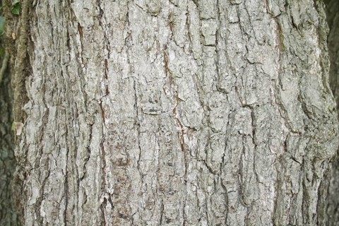 Black alder