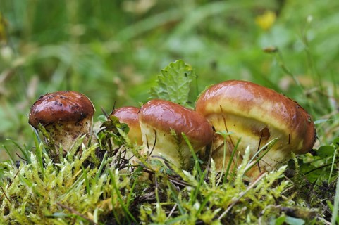 Larch Bolete