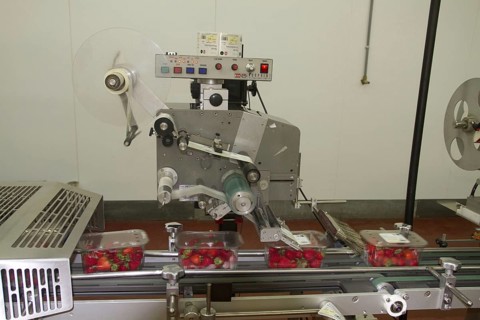 Strawberry production line