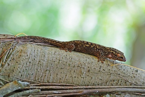 Seychelles bronze gecko