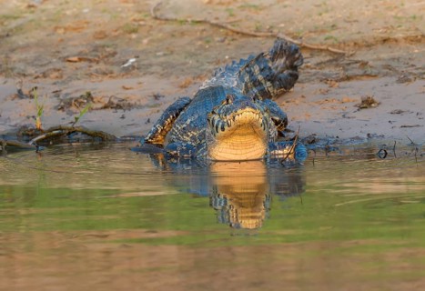 Yacare caiman