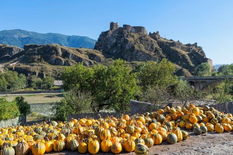 Pumpkin farm