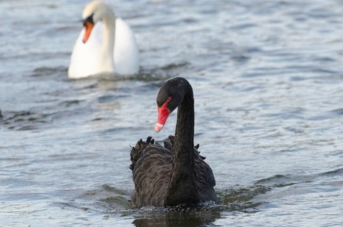Mourning Swan