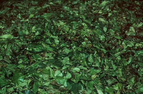 Tea leaves