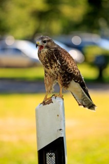 Common Buzzard