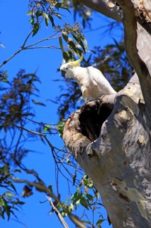 Sulphur-crested cockatoo