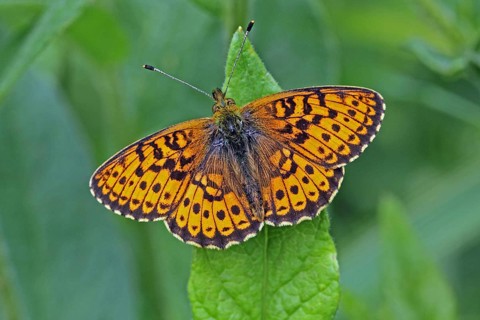 Meadowsweet mother-of-pearl butterfly