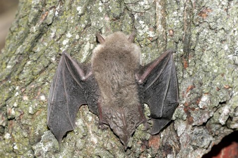 Water bat