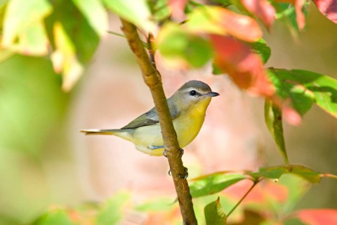 Philadelphia Vireo