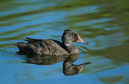 Freckled duck