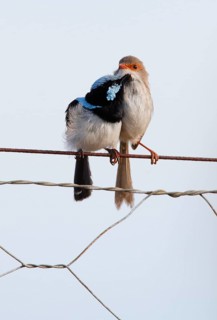 Superb Fairywren