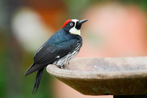 Acorn Woodpecker