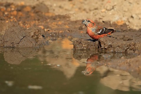 Two-barred crossbill