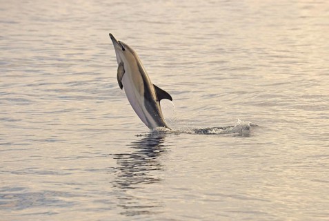 Short-beaked Common Dolphin