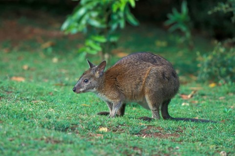 Rednecked Pademelon