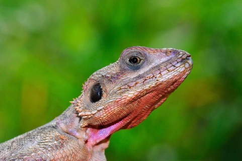 Settler Agama
